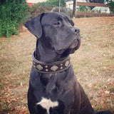Black dog with a decorative collar sitting on grass