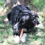 Black dog with a large bone in its mouth outdoors