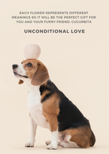 Dog with a flower on its head against a beige background, text about flower meanings.