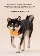 Dog holding an orange flower toy with text about flower meanings on a beige background
