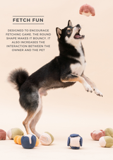 Dog playing with colorful balls on a beige background