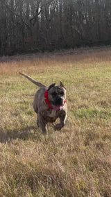 Dog running in a field with a red collar