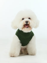White dog wearing a green sweater on a white background