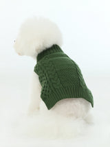 Small white dog wearing a green knitted sweater on a white background