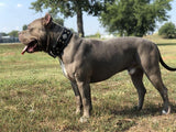 Gray dog standing on grass with trees in the background