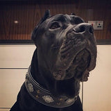 Black dog wearing a decorative collar indoors