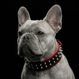 Gray French Bulldog wearing a black and red studded collar on a black background