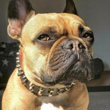 Close-up of a dog wearing a spiked collar with a blurred background